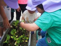 野菜の苗を植えたよ